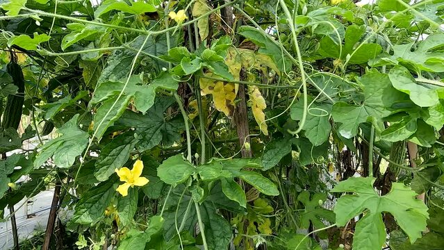 Green bitter melon plant or Momordica charantia L has green leaves, yellow star-shaped flowers