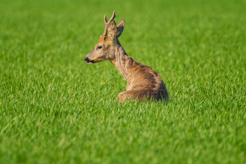 The roe deer (Capreolus capreolus), also known as the roe, western roe deer, or European roe, is a species of deer.