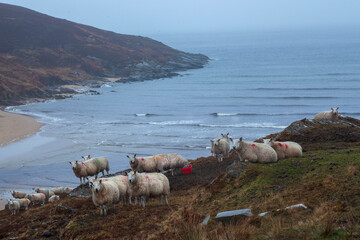 Sheep on a hill above the ocean