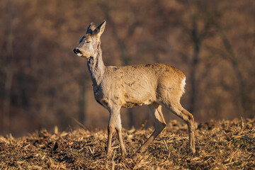 The roe deer (Capreolus capreolus), also known as the roe, western roe deer, or European roe, is a species of deer.