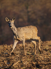 The roe deer (Capreolus capreolus), also known as the roe, western roe deer, or European roe, is a species of deer.