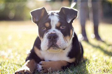 Close up shot an English bulldog with brown black and white colours laying on the lawn