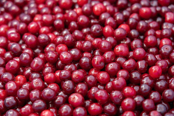 Red delicious sweet organic cherry in large quantity .Cherry background.