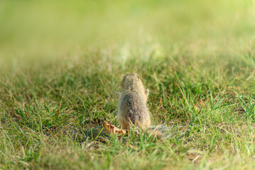 Naklejka na ściany i meble funny wild gopher stands with his back to the camera and spread his arms as if in prayer
