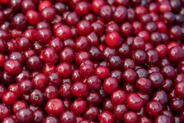 Red delicious sweet organic cherry in large quantity .Cherry background.