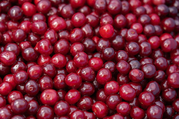 Red delicious sweet organic cherry in large quantity .Cherry background.