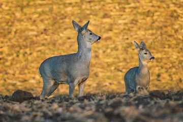 The roe deer (Capreolus capreolus), also known as the roe, western roe deer, or European roe, is a species of deer.