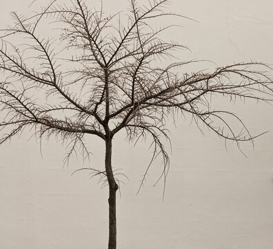 Delicate deciduous tree in Winter baring all its finer branches