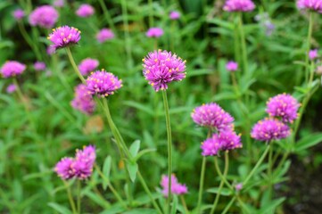 ゴンフレナ・ラブラブラブ（千日紅）