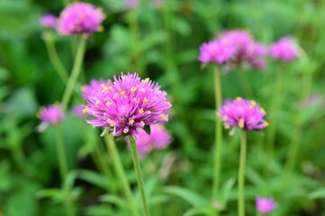 Fototapeta premium ゴンフレナ・ラブラブラブ（千日紅）