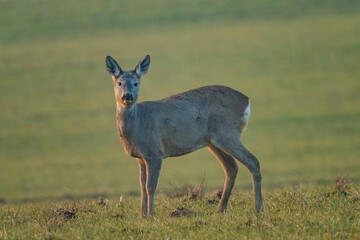 The roe deer (Capreolus capreolus), also known as the roe, western roe deer, or European roe, is a species of deer.