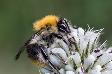 Ackerhummel - Bombus pascuorum