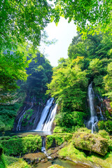 Naklejka na ściany i meble 夏の白水の滝　大分県竹田市　Shiramizu Waterfall in Summer. Ooita-ken Takeda city.