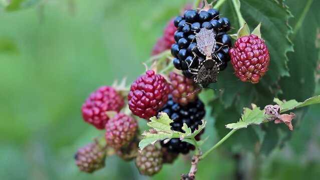 Brown marmorated stink bug Halyomorpha halys on a blackberry plantation close up