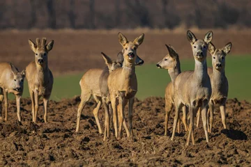 Foto auf Leinwand The roe deer (Capreolus capreolus), also known as the roe, western roe deer, or European roe, is a species of deer. © B