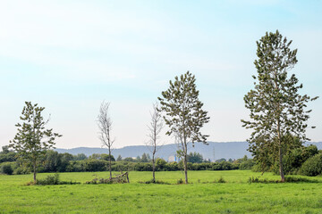Trees growing in a green meadow in Poland