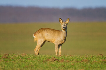 The roe deer (Capreolus capreolus), also known as the roe, western roe deer, or European roe, is a species of deer.