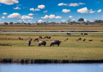 hippos and antelopes