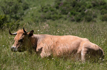 Vache allongée dans un près