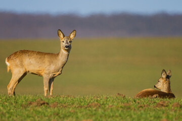 The roe deer (Capreolus capreolus), also known as the roe, western roe deer, or European roe, is a species of deer.