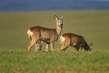 Fotobehang The roe deer (Capreolus capreolus), also known as the roe, western roe deer, or European roe, is a species of deer. © B