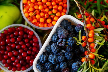Berry and fruit background with autumn stocks still-life. Sea buckthorn, bird cherry, blackberries...