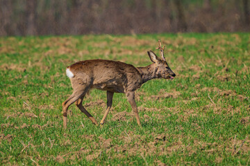 The roe deer (Capreolus capreolus), also known as the roe, western roe deer, or European roe, is a species of deer.