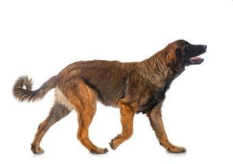 puppy Leonberger in studio