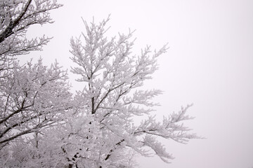 Trees covered with white snow.