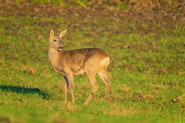 Naklejka na ściany i meble The roe deer (Capreolus capreolus), also known as the roe, western roe deer, or European roe, is a species of deer.
