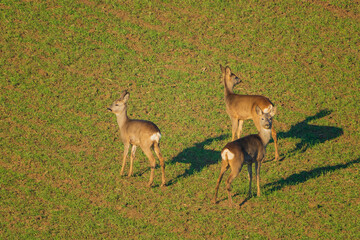 The roe deer (Capreolus capreolus), also known as the roe, western roe deer, or European roe, is a species of deer.