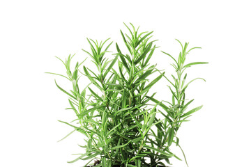 Fresh rosemary in a pot isolated on white background