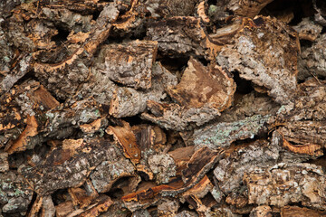 Cork bark harvested from the trunk of the cork oak (Quercus suber) for the industrial production of wine cork stoppers in the region of Cadiz, Spain.