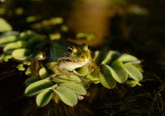 Little frog is sitting on a green leave.