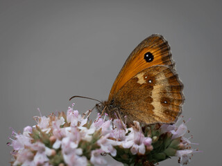 Fototapeta premium Gatekeeper butterfly feeding on nectar