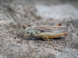 A close up shot of a common grasshopper