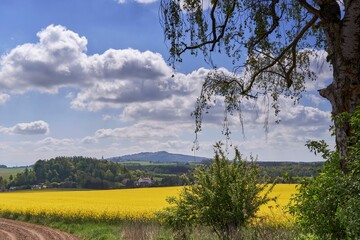 Breathtaking view of green trees and plants around yellow rape field under blue cloudy sky