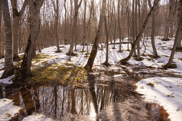 Fototapeta na wymiar Melting snow in a beautiful forest.