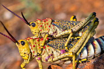 Grasshoppers, Kruger National Park, Mpumalanga, South Africa, Africa