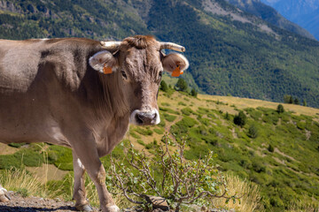 Fototapeta na wymiar Brown big cow in Pyrenees in the middle of the meadow looking at camera