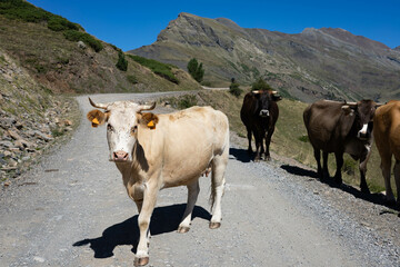 White and yellow cow looking at camera with an herd of cows in the middle of the road in the Pyrenees