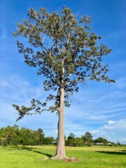 tree in the field, A large tree stands in the middle of a rice field in rural South East Asia, scenery in Thailand, trees in mixed forest
