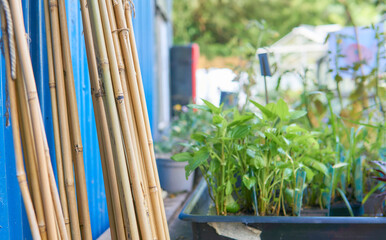 Bamboo pole ready to use as support frames for climbing beans and peas in a garden.