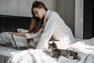 Cat and notebook. Little kitten looking the laptop while its female owner working with him at home.