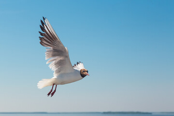 Seagull flapping its wings