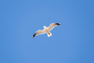 Fototapeta na wymiar White seagull against the blue sky.