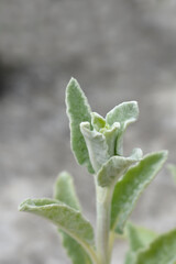 Lambs ears