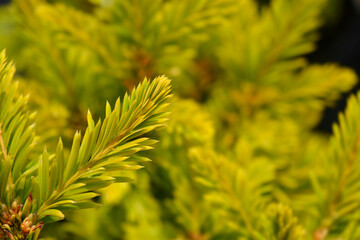 Common Yew Semperaurea