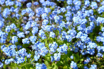 Ultramarine forget-me-not