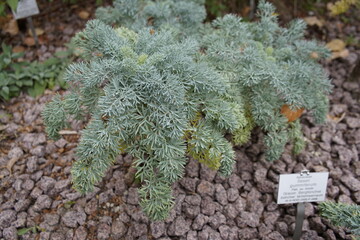 Seseli gummiferum, the moon carrot, is a species of herbaceous perennial plant in the family Apiaceae. Braunschweig, Germany.